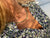Collana due fili pampilles e pietre semipreziose - 036